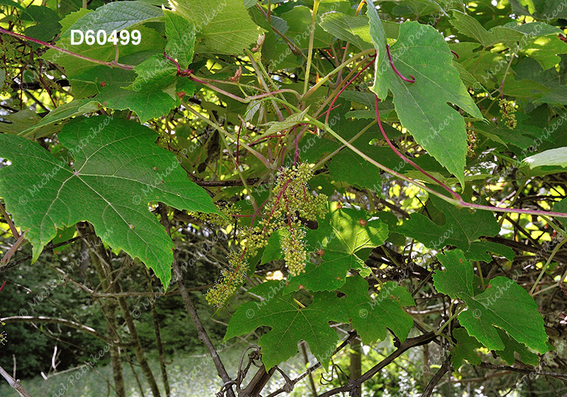 Summer Grape (Vitis aestivalis)